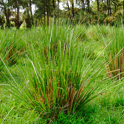 Vetiver