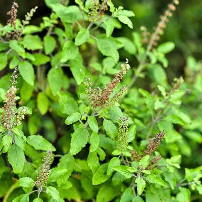 Tulsi