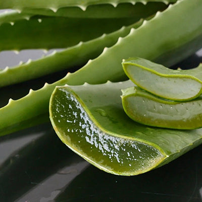 Aloe Vera