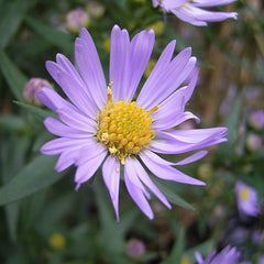 aster