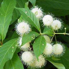 buttonbush