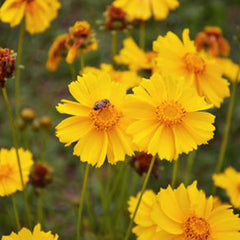 coreopsis