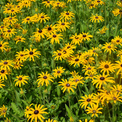 BLACK-EYED SUSAN