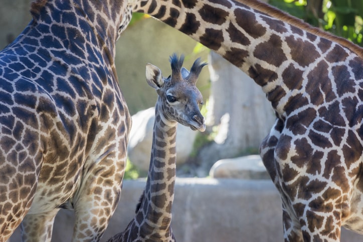 baby-giraffe.jpg