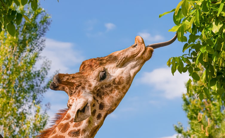 giraffe-eating.jpg