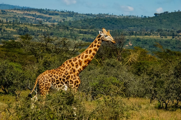 giraffe-masai.jpg