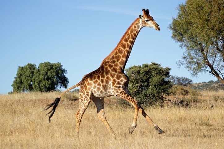 giraffe-running-facts.jpg