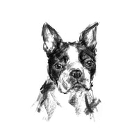 Boston Terrier Sketch Print - Charcoal Drawing – PaintMyDog | Dog Art ...