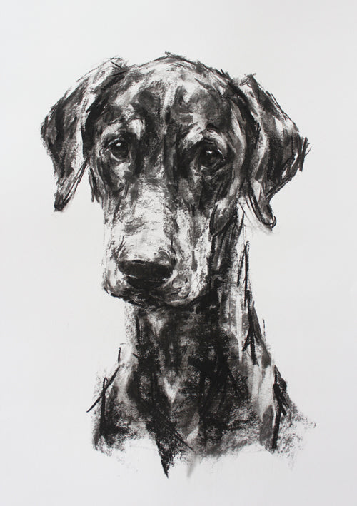 SOLD Large Study for a Doberman - Charcoal on paper 