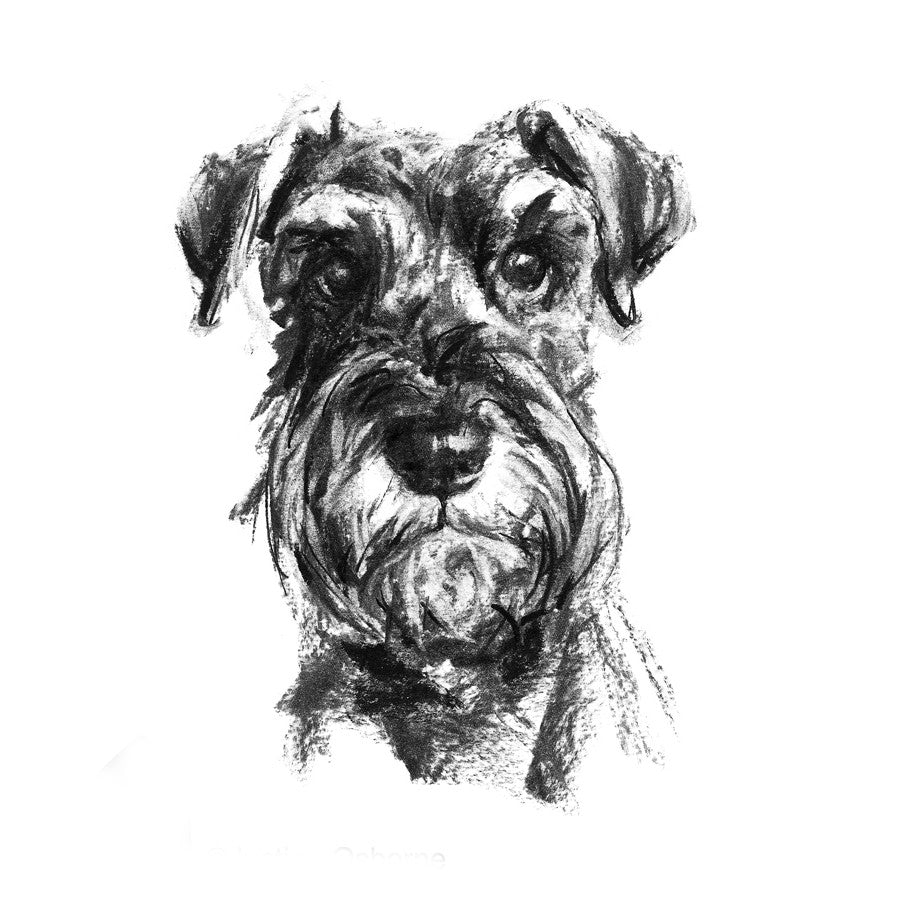 Schnauzer Sketch Print by dog artist Justine Osborne