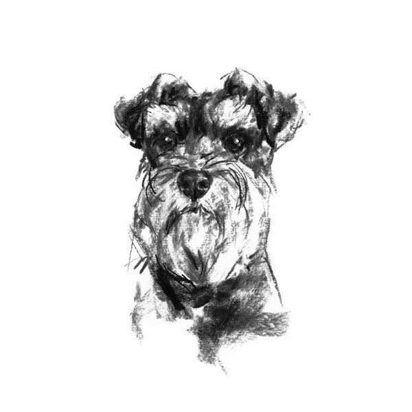 Schnauzer Sketch Print by dog artist Justine Osborne – PaintMyDog | Dog ...