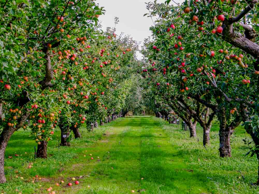 apple orchard