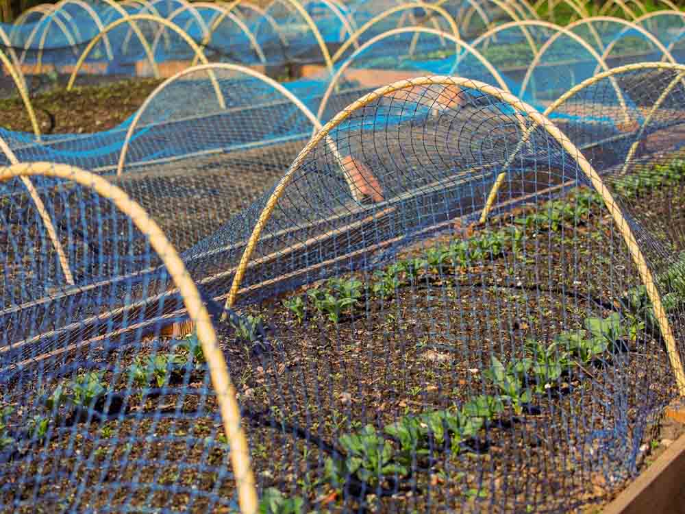 Bird netting for crops