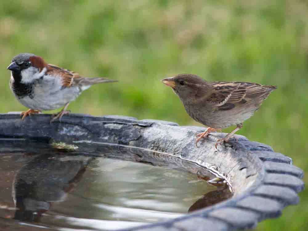 Two birds at bird bath