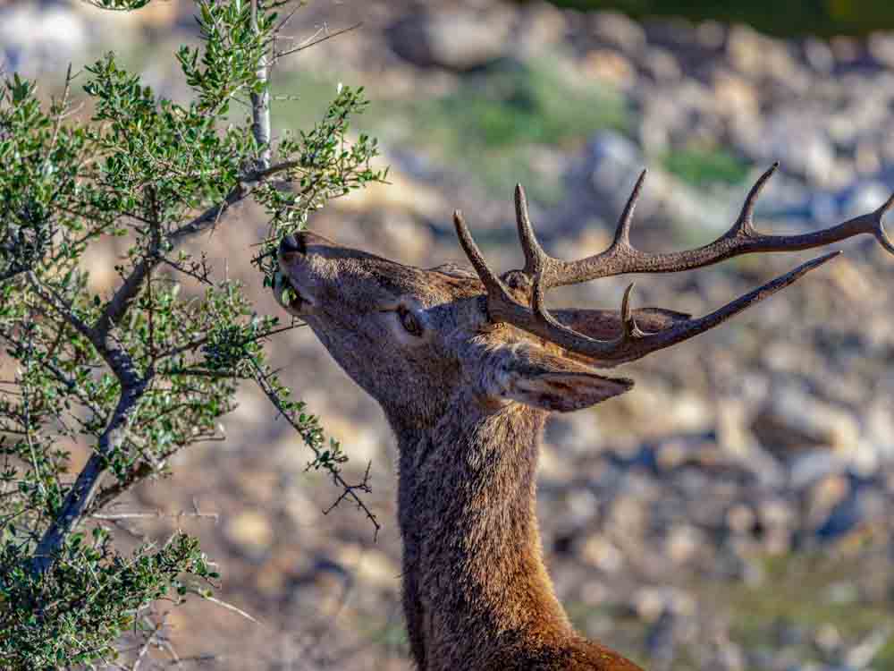 Deer Eating Bush