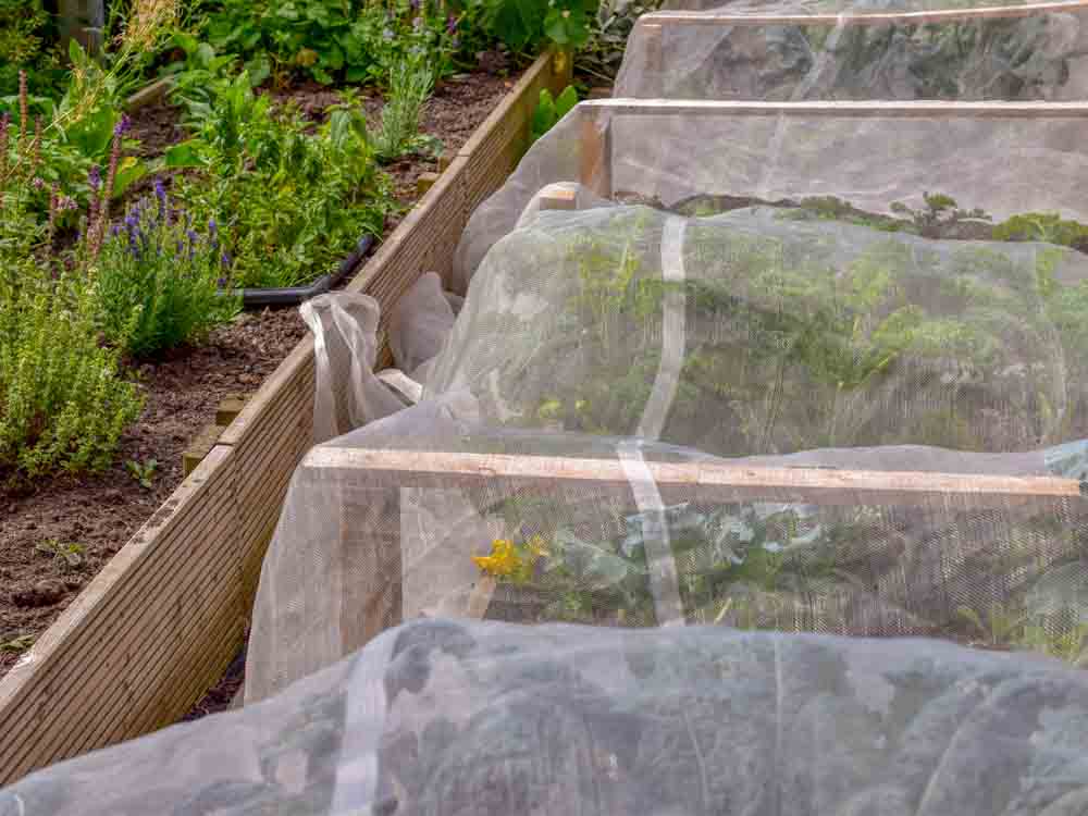 Insect netting in garden