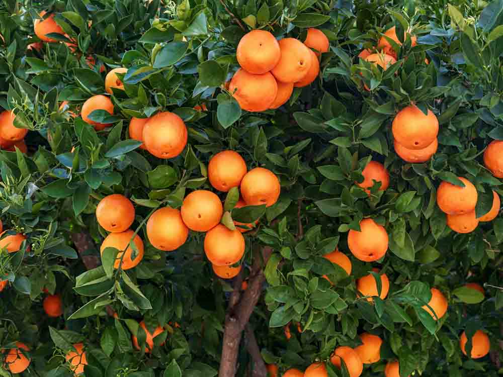 Ripe Oranges on Tree