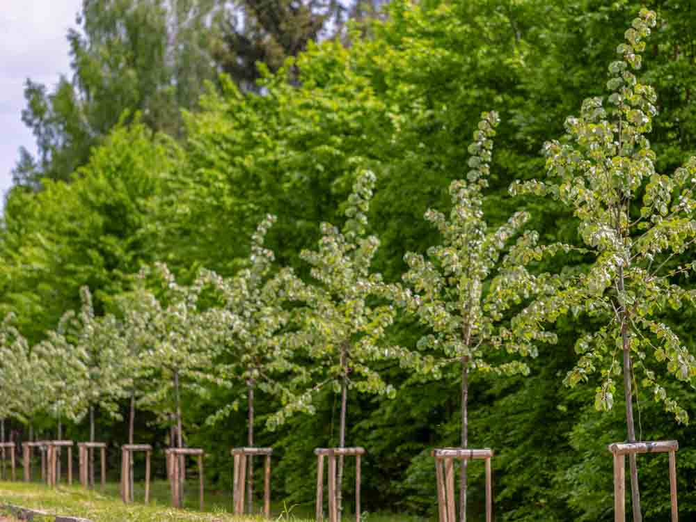 Trees Planted in Row