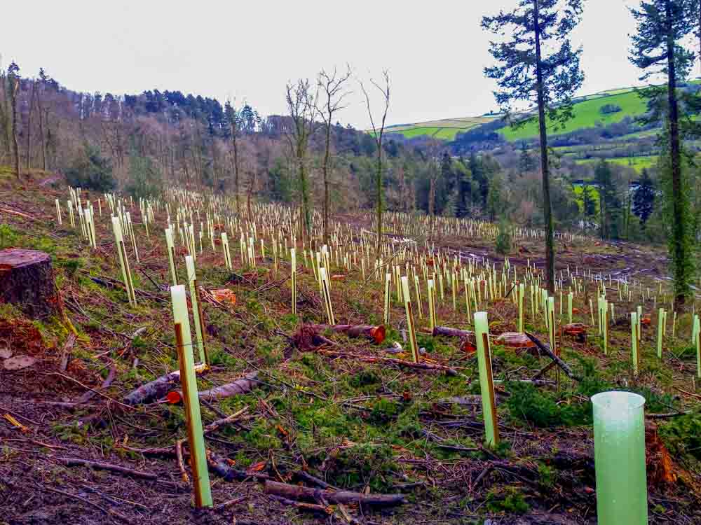 Tree tube protected trees