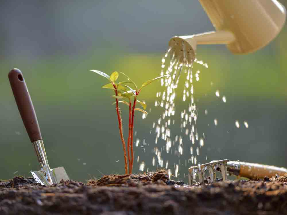 Watering Tree Sapling