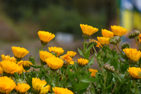 Calendula flowers growing outside. Calendula flower extract works great with CBD in salves and more. 