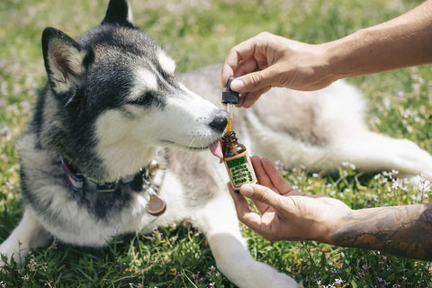 CBD Oil Helps Husky Dog with Pain & Anxiety All-Natural