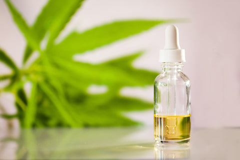CBD oil tincture placed in front of marijuana and hemp plant leaves. 