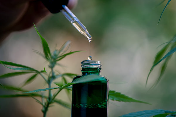 CBD oil tincture with hemp growing in background
