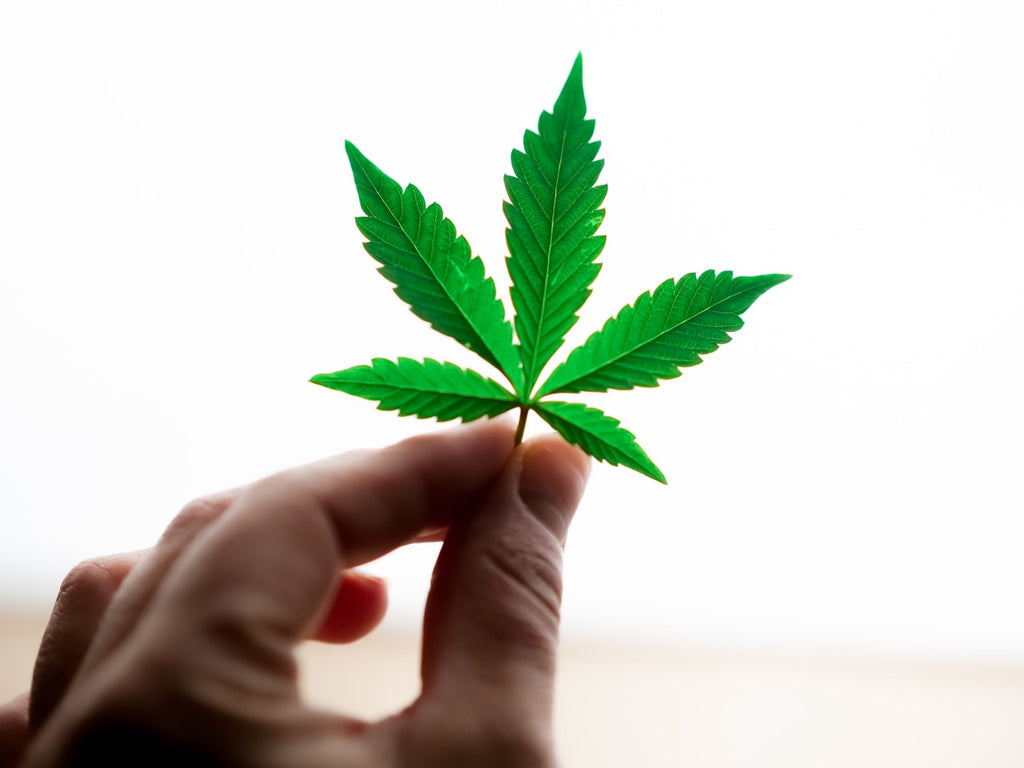 Hand holding marijuana leaf