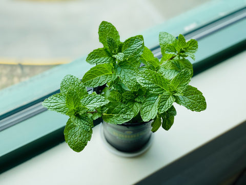 Mint plant sitting on a windowsill. 