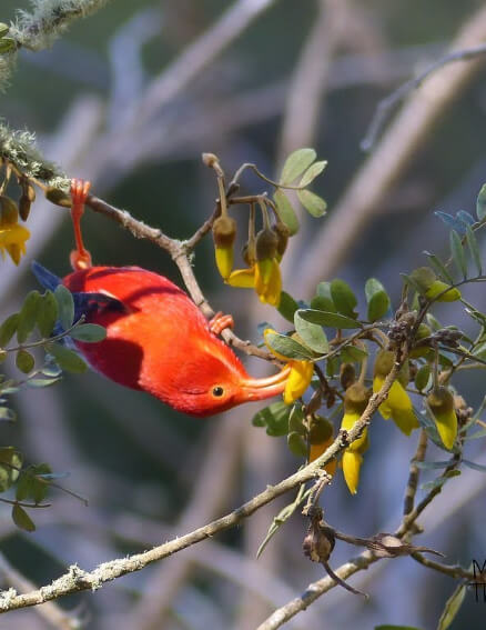 a picture of a bird on a branch eating something