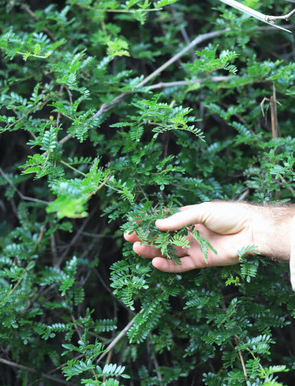a hand holding some loval flora on a hike