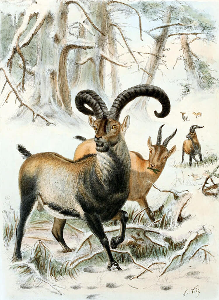 Illustration of a male Pyrenean Ibex in the wild, with two females behind it in a wooded area