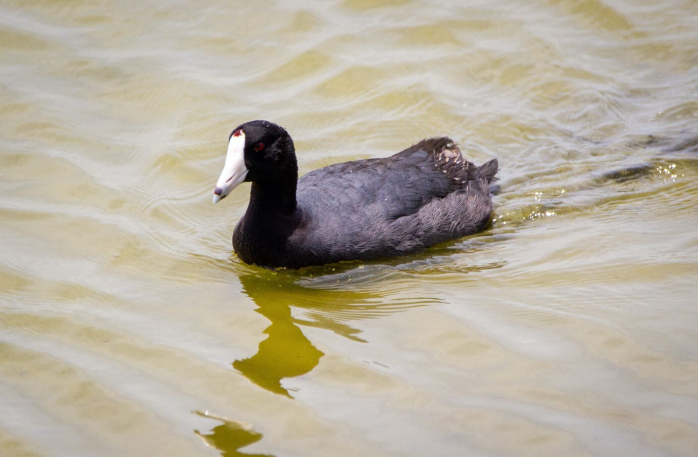 Picture of a single American Coot swimming in a body of water