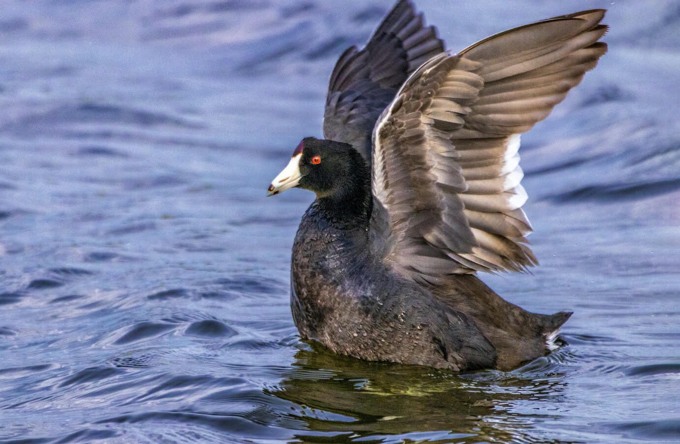 Picture of a single American Coot in a body of water with its wings extended, preparing to take flight