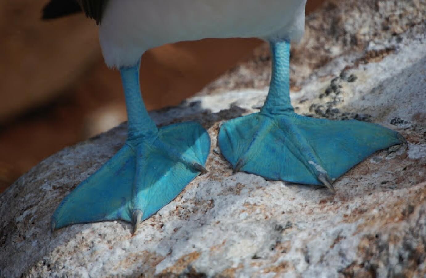 Zoomed in look of the Blue-Footed Booby's webbed blue feet