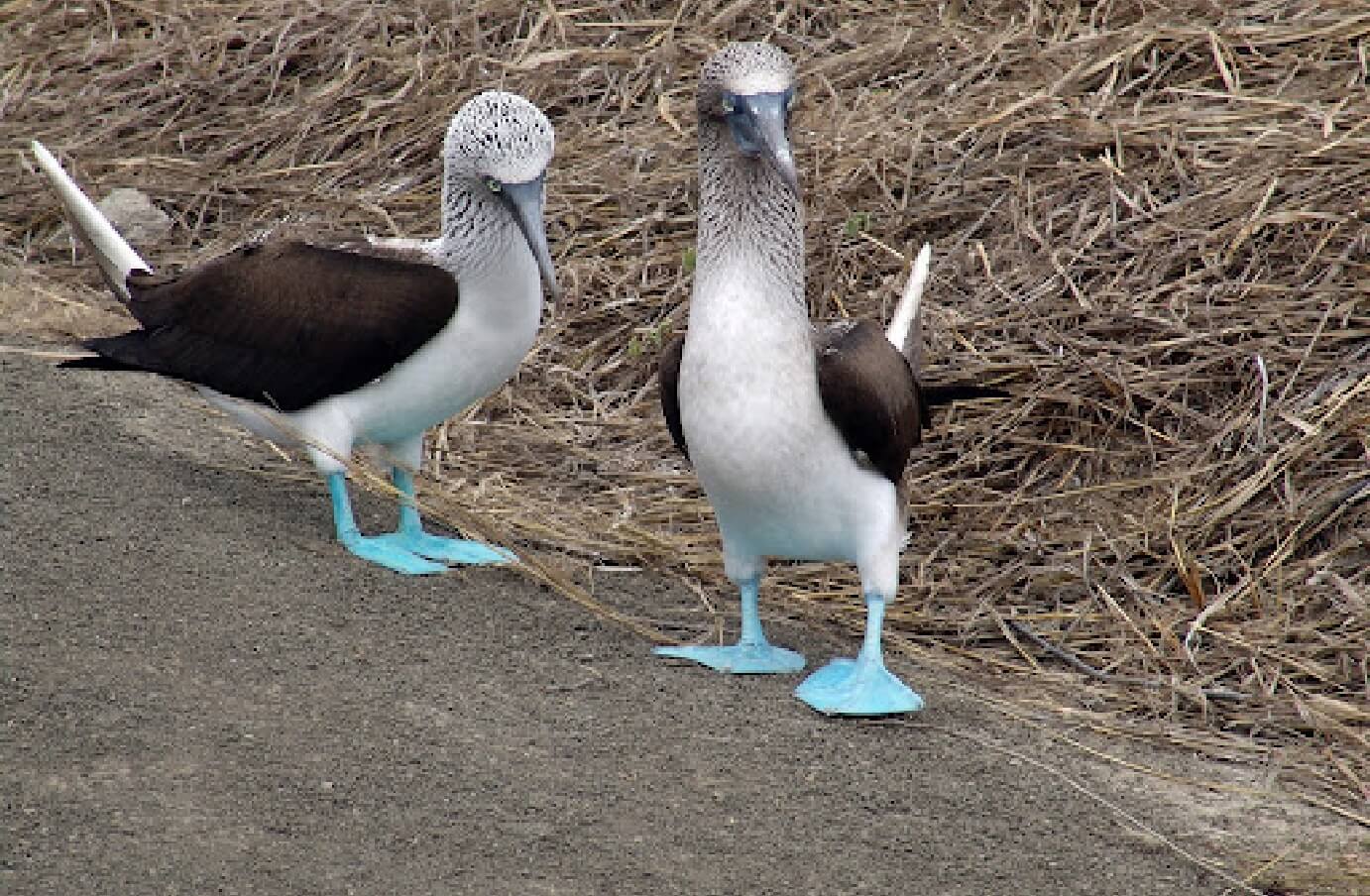 Two Blue-Footed Booby birds standing next to each other