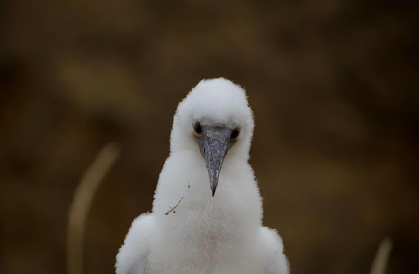 close up shot of a baby Blue-Footed Booby bird