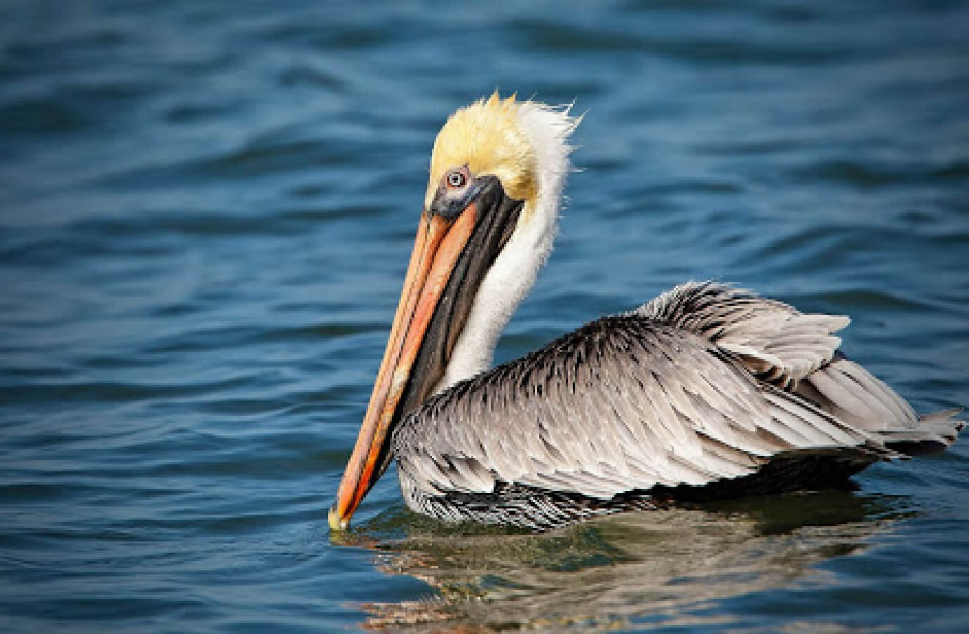 A Brown Pelican sitting in the water, with its beak submerged slightly