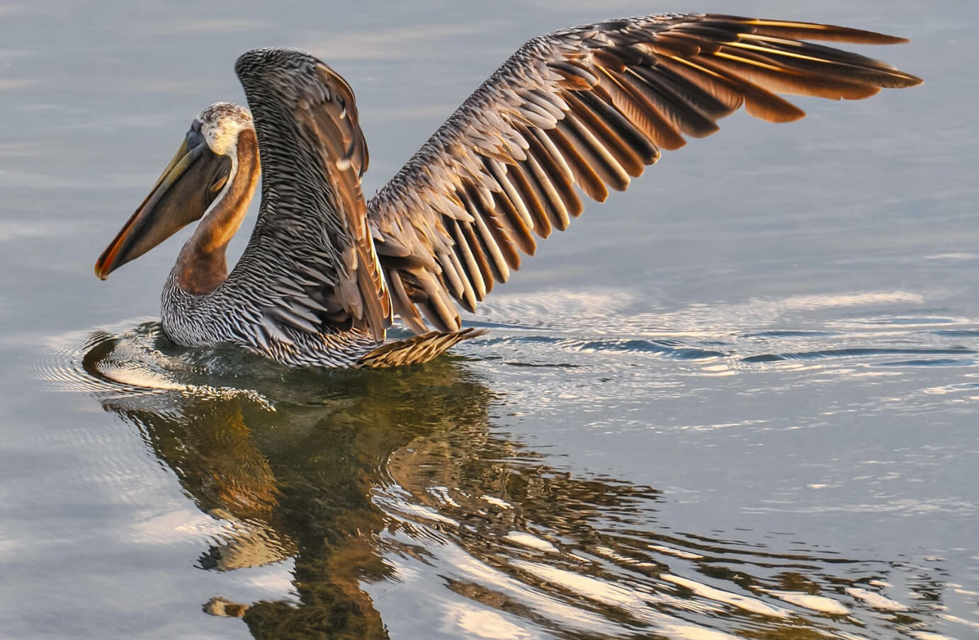 A Brown Pelican sitting in the water, with its wings extended preparing to takeoff for flight