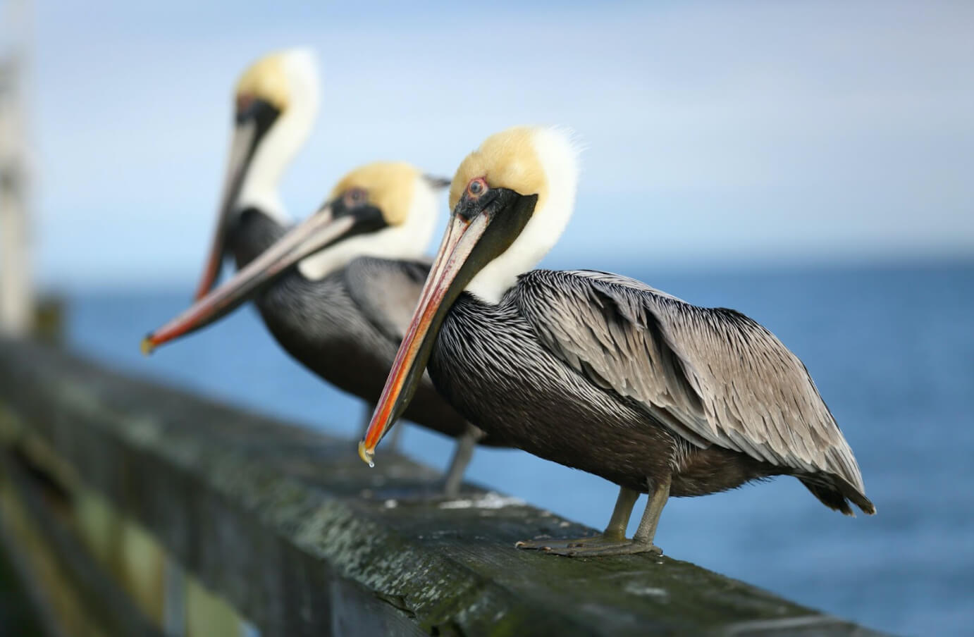 A row of three Brown Pelicans, perched atop a pier's railing