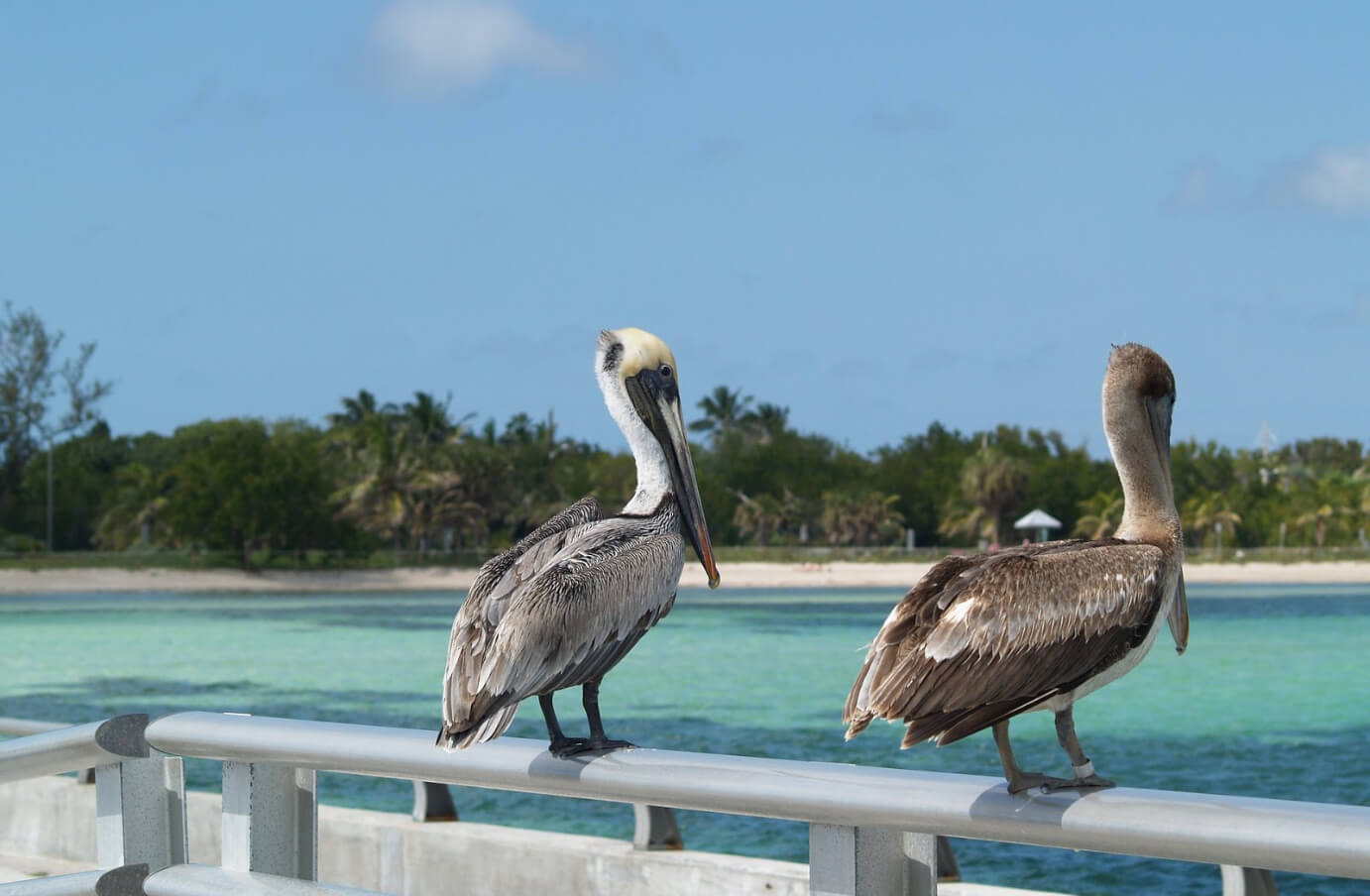 Two Brown Pelicans perched atop a pier's railing facing towards the ocean