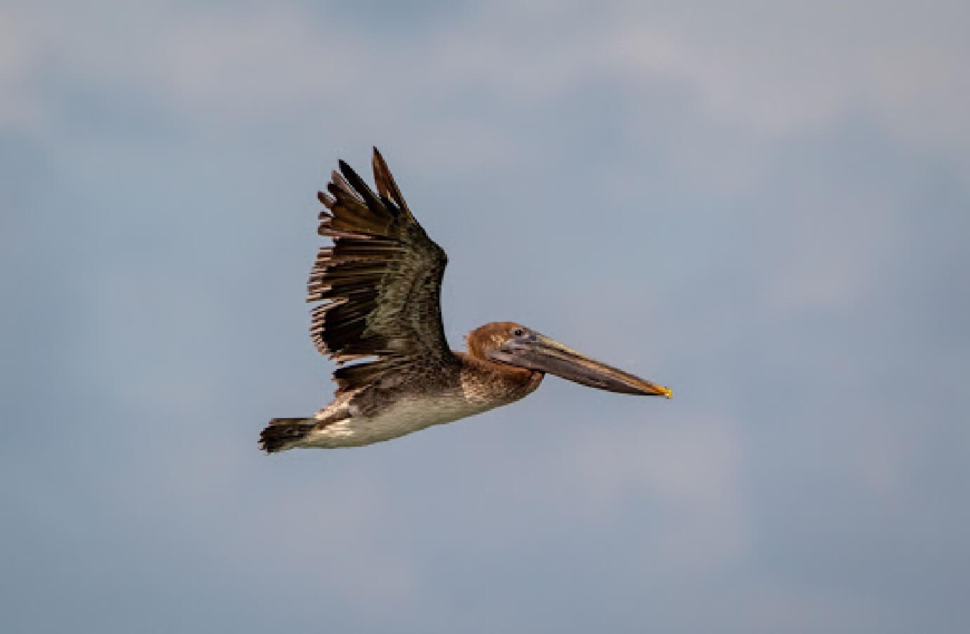 Side profile of a Brown Pelican flying in the sky
