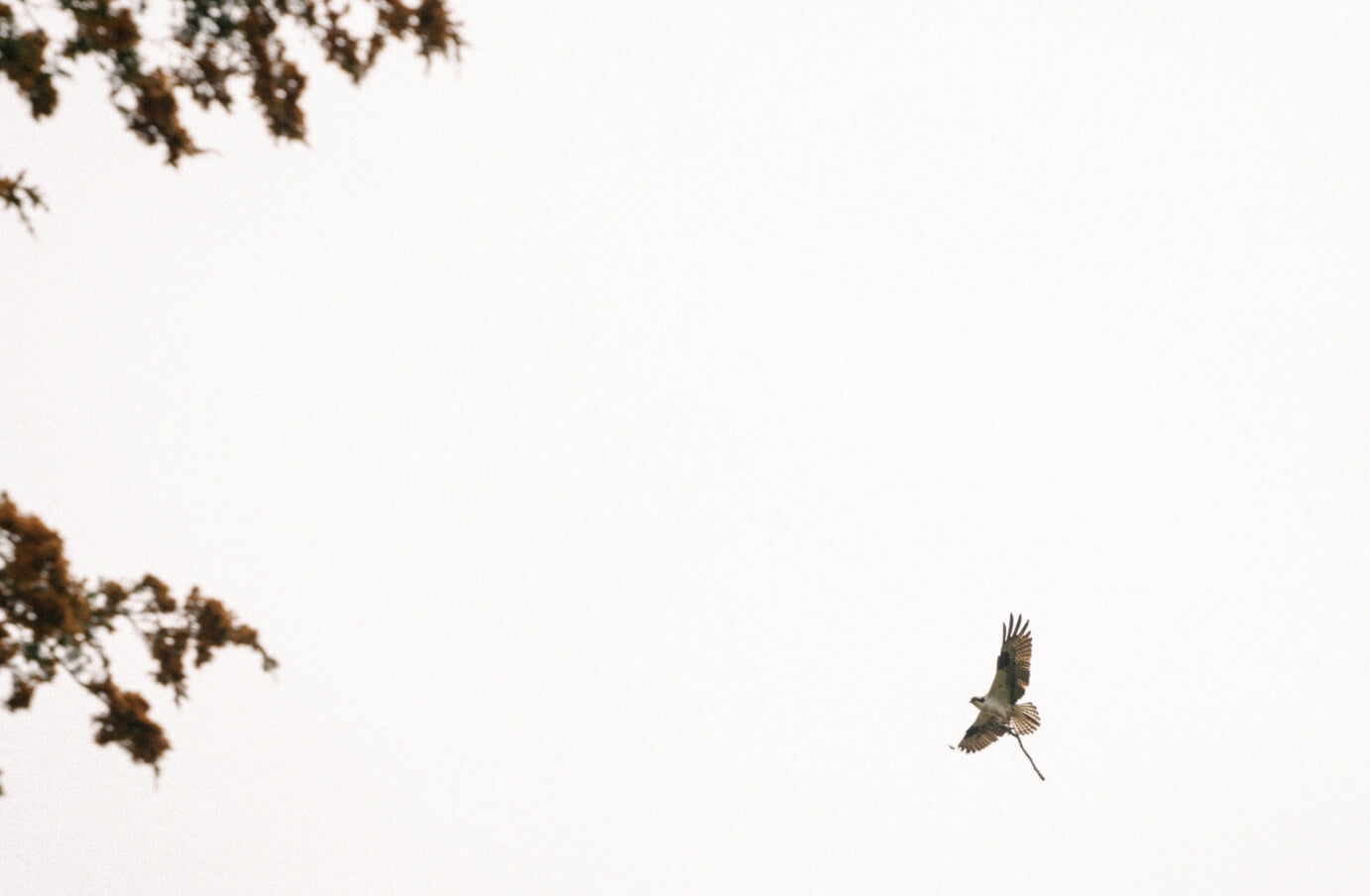 Photo of a bird flying above the tree line against a white and misty sky