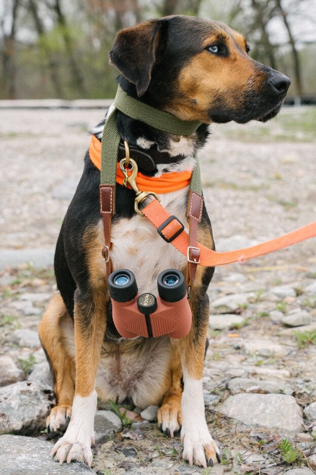 Daniel Schechner's dog with a pair of nocs standard issue 8x25 binoculars around its neck