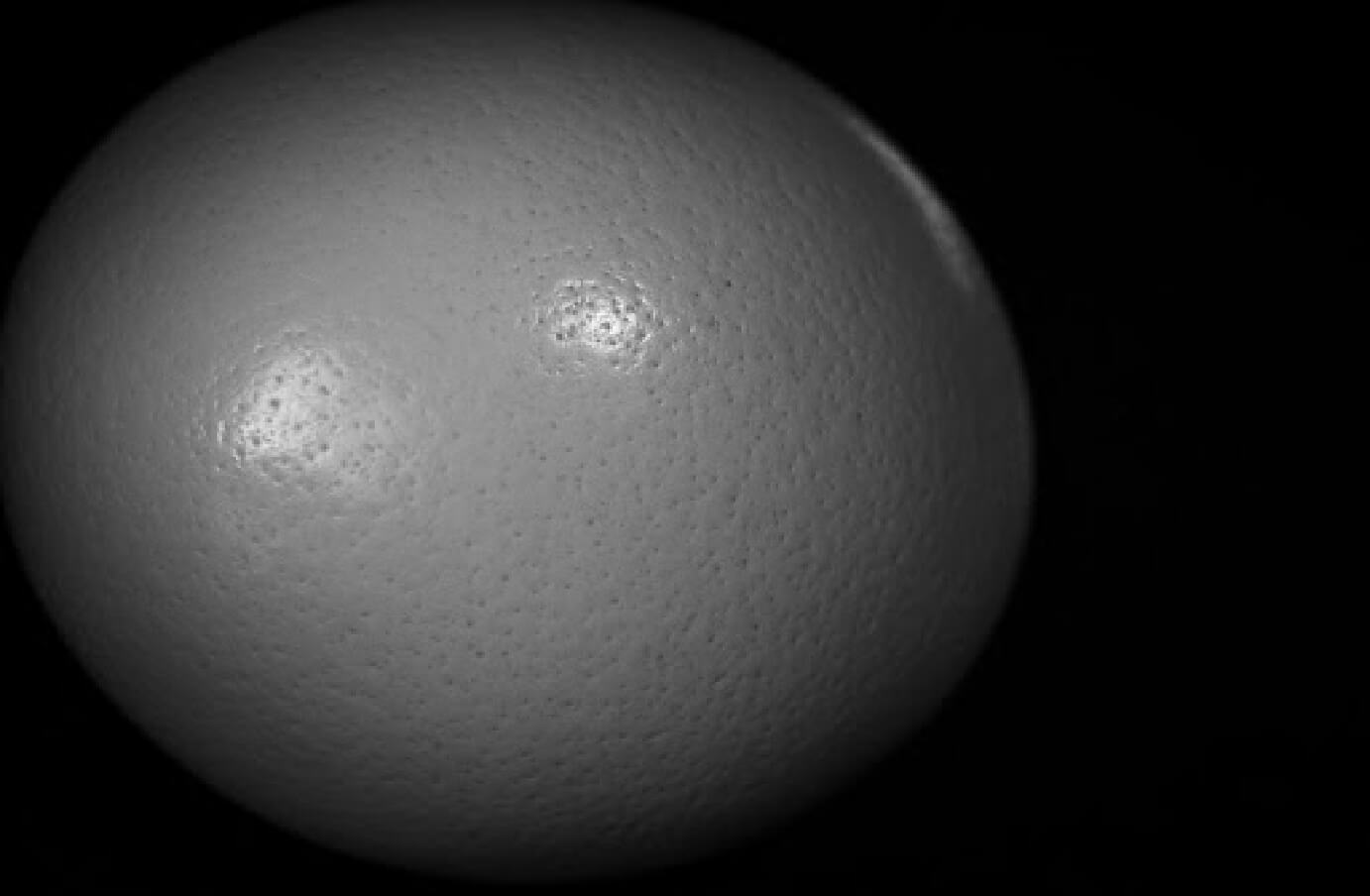 close up shot of a very large egg