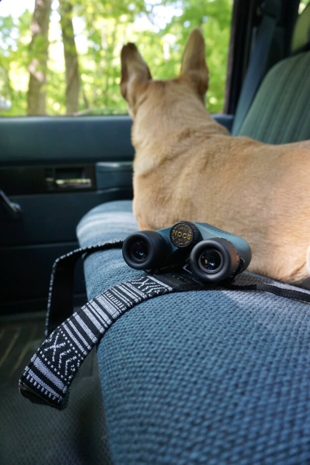 A photo of a dog sitting on a car seat, looking out the window. A pair of Nocs stanfdard issue 8x25 on the seat next to it