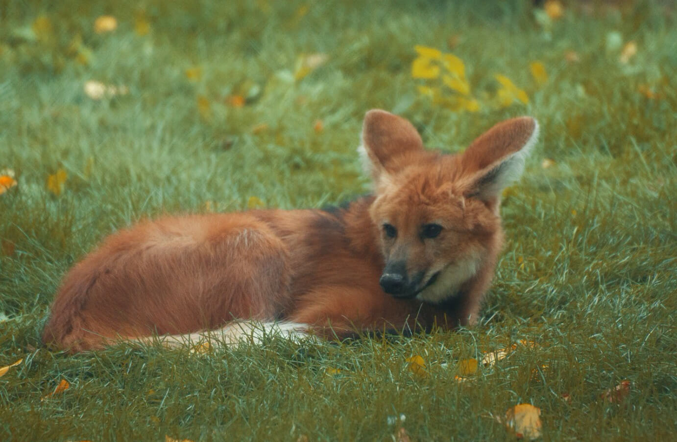 Falkland Island wolf laying in the grass