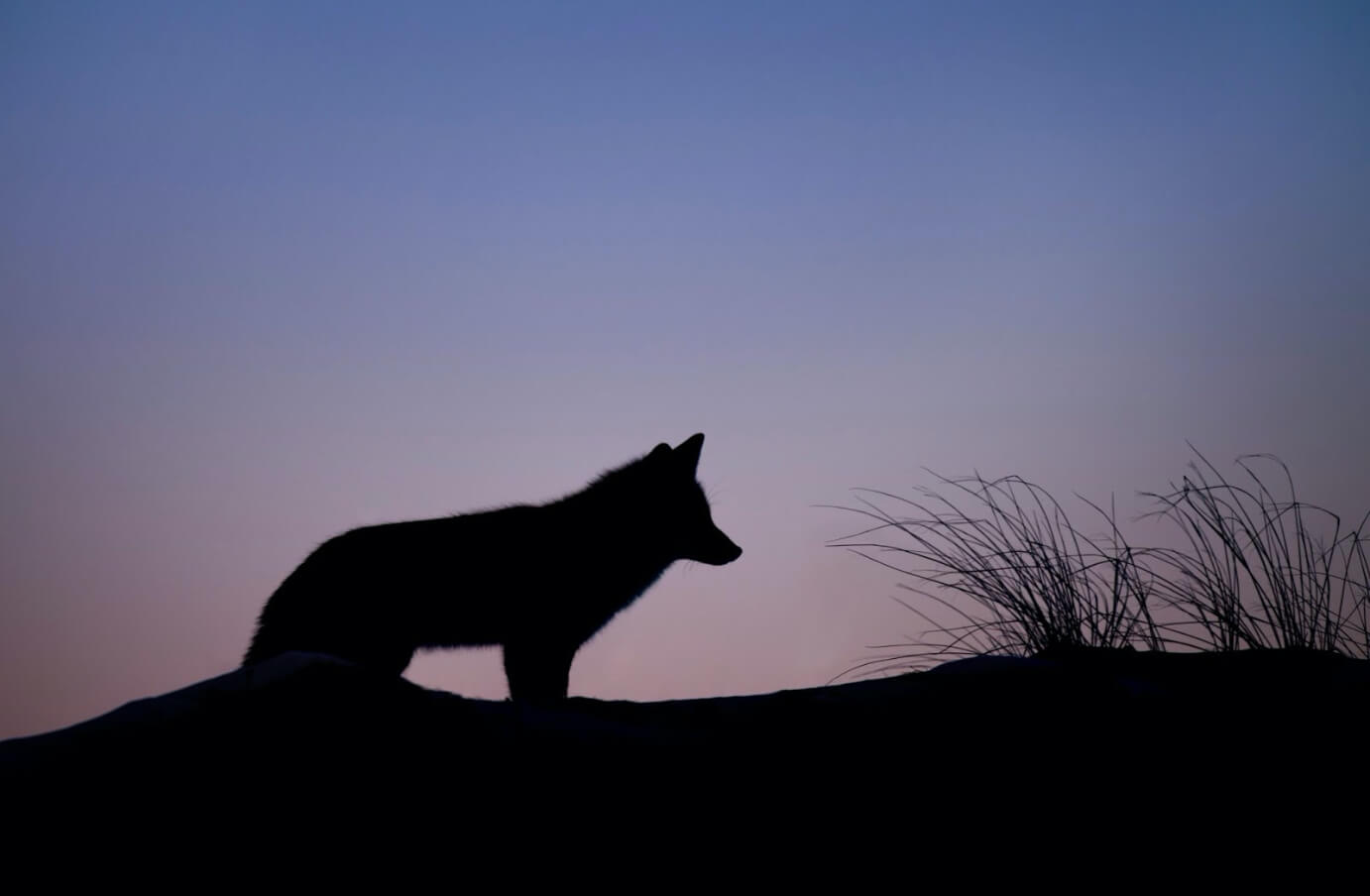 Photograph of a Falkland Island wolf's silhouette at sunset