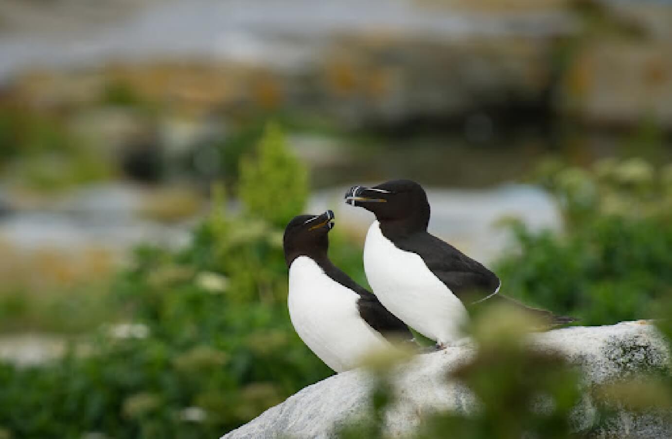 Photo of two Great Auk's in the wild, perched on a rock